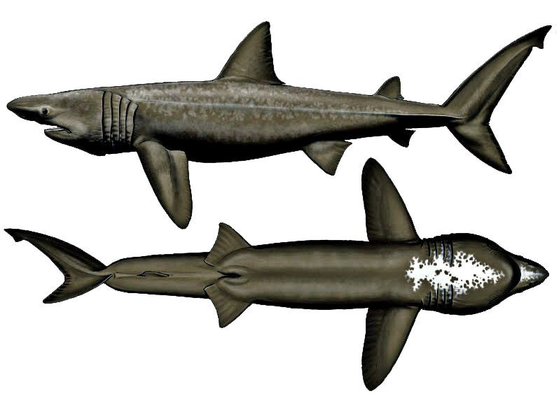 Cetorhinus maximus_08.jpg
